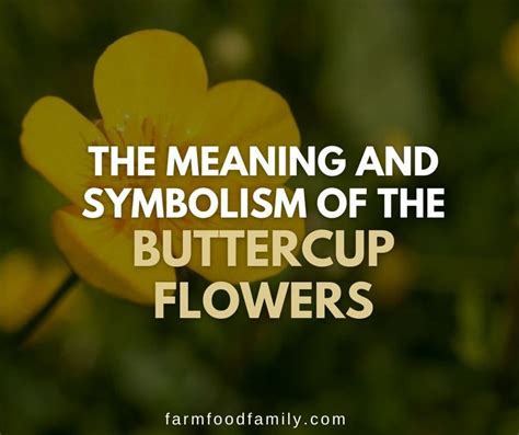 Buttercup Flower Meaning and Symbolism: The Sweetness of Spring