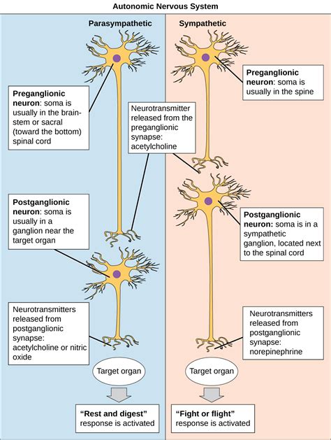 The Peripheral Nervous System | OpenStax Biology 2e