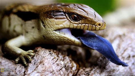 Blue-Tongue Lizard Australia-National Geographic wallpaper-1366x768 ...