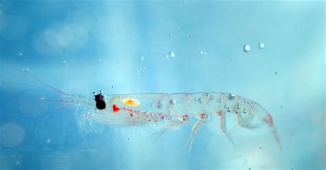 8 Facts About Antarctic Krill Show Why They Need Greater Protection ...