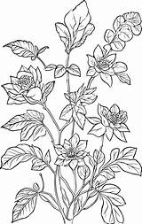 botanical Line Drawing Vintage botanical Coloring Pages  sketch template