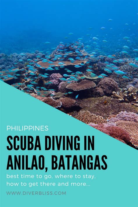 Scuba Diving Experience in Anilao, Batangas, Philippines - Diver Bliss ...