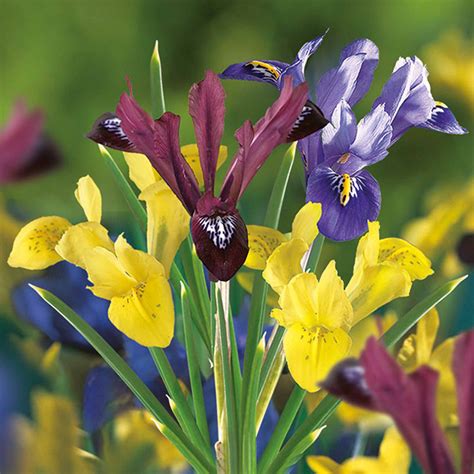 Iris Spring Collection Bulbs | Departments | DIY at B&Q