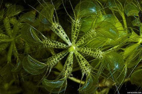 Aldrovanda, die Wasserfalle : insektenfang.de