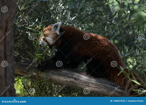 Red Panda Eating Bamboo in a Tree Stock Photo - Image of feed, cute: 158837032