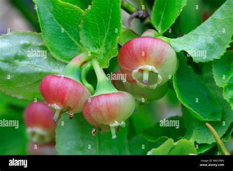 Vaccinium myrtillus, blueberry, flowers Stock Photo - Alamy