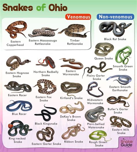 List of Common Venomous and Non-venomous Snakes in Ohio with Pictures