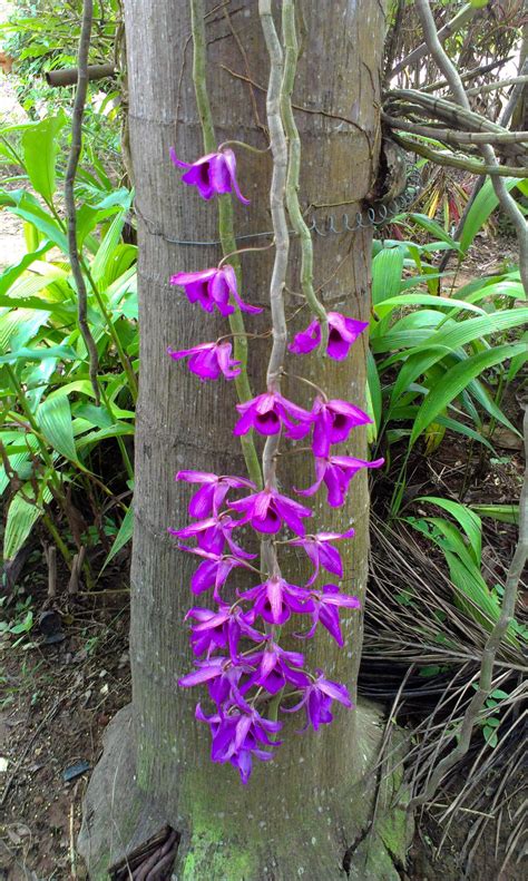 wild orchids. | กล้วยไม้, ดอกไม้, ต้นไม้