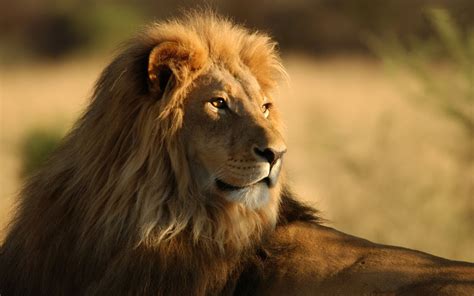 Animal's HD Images Photos Wallpapers free Download: Lion of Gujarat Hd Wallpaper - Gir Forest ...