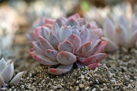 Understanding Succulent Soil for Thriving Plants + DIY Recipe | The ...