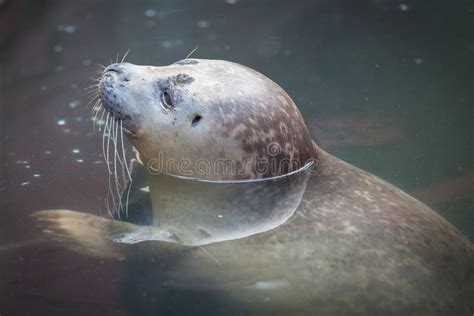 Baby seal pup stock photo. Image of water, gray, nature - 25931364