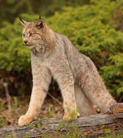 1000+ images about Lynx - Bobcat on Pinterest