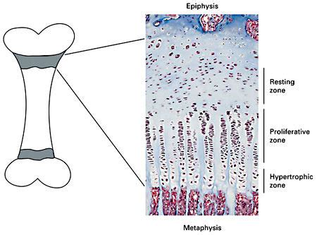 Histology of the growth plate. The growth plate is a thin cartilage... | Download Scientific Diagram