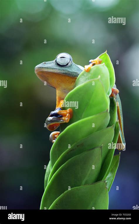 Javan tree frog on a plant, Indonesia Stock Photo - Alamy