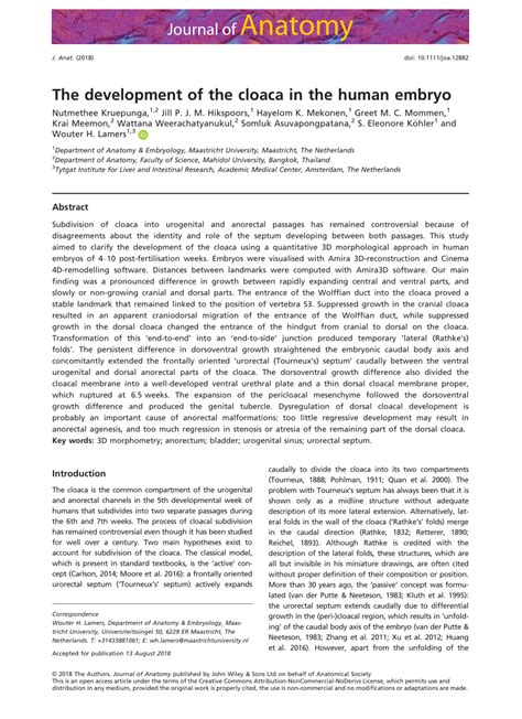 (PDF) The development of the cloaca in the human embryo