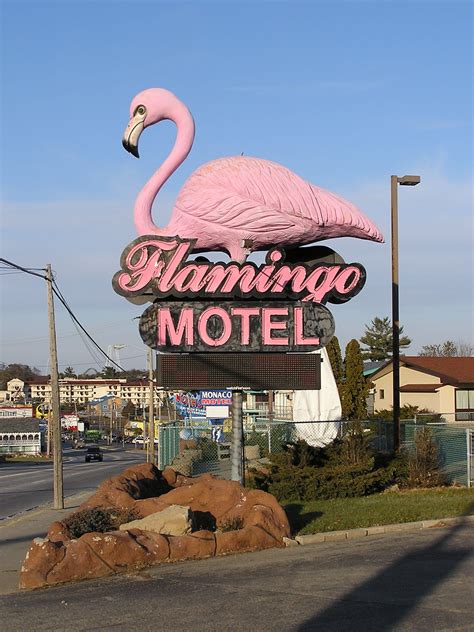 Flamingo Motel | Flamingo, Flamingo decor, Flamingo art