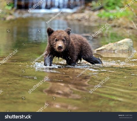 Little Bear In Their Natural Habitat Stock Photo 142871902 : Shutterstock