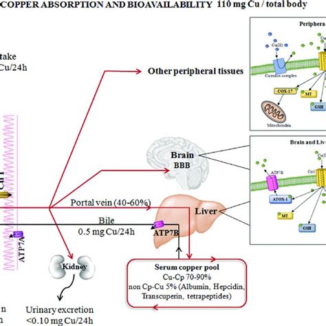 Copper absorption and bioavailability. The absorption and distribution ...