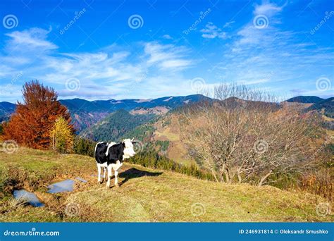 Tree on Hillside on Autumn Mountains. Beautiful Bright Landscape with ...