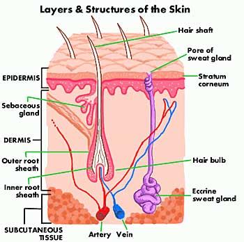 Medical Pictures Info – Skin Layers