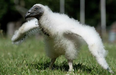 S.A.’s Common Critters: Turkey vultures, black vultures more than just Mother Nature’s cleanup crew