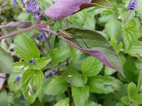 Identify this grasshopper/cricket? : r/Entomology