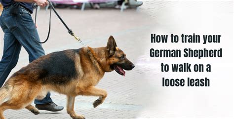 How to Train your German Sheperd to Walk on a Loose Leash | Top Shepherd Kennel