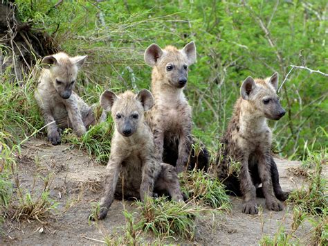 Hyenas Among Humans - The Official PLOS Blog