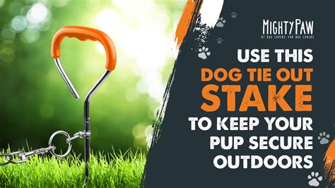 Use This Dog Tie Out Stake To Keep Your Pup Secure Outdoors