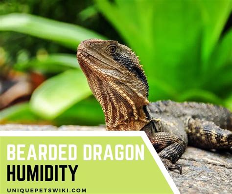 Bearded Dragon Humidity: The Ideal Level And How To Maintain