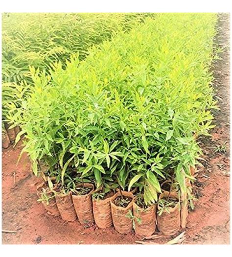 White Sandalwood Tree Seeds,White Sandal Wood Seed, Safed Chandan, SriGanda, Srigandam Plant ...