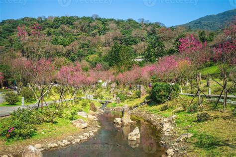 Scenery of Yangmingshan National Park in Taipei with cherry blossom ...