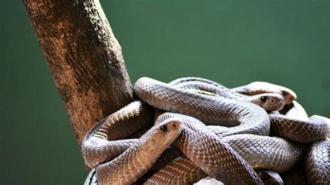 Katraj Snake Park - Pune | Katraj Snake Park Photos, Sightseeing -NativePlanet