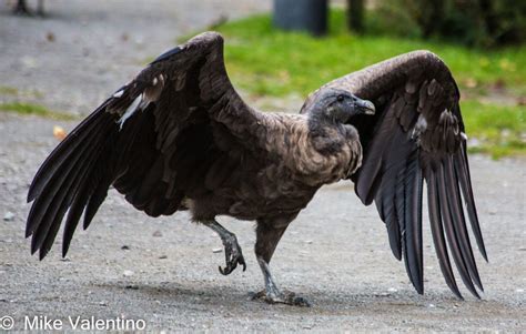 Anden Kondor Foto & Bild | tiere, wildlife, wild lebende vögel Bilder auf fotocommunity