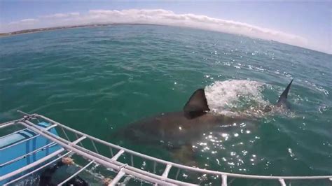 Shark cage diving Mossel bay, South Africa - YouTube