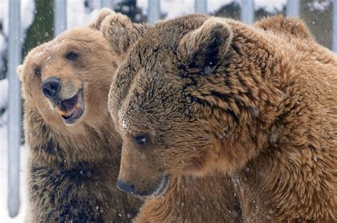 HUNGARY-ANIMAL-ZOO-BEAR