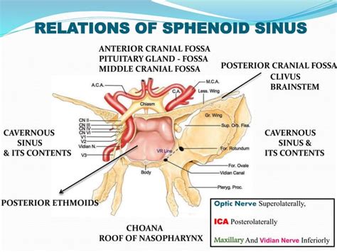 Sphenoid sinus and optic nerve