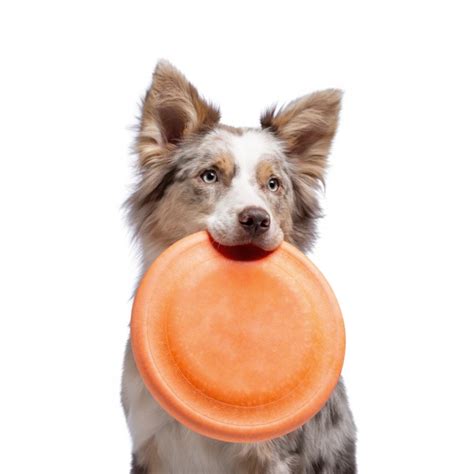 Top 10 Dog Frisbee of 2020 (Ratings & Review) | Dogsrecommend