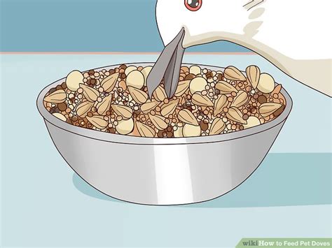 3 Ways to Feed Pet Doves - wikiHow Pet