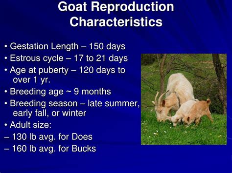 PPT - Sheep and Goats PowerPoint Presentation, free download - ID:711077