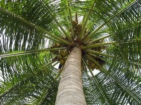 coconut tree Free Photo Download | FreeImages