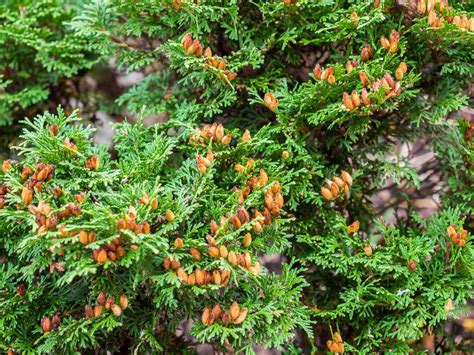 Arborvitaes: Plant Care and Collection of Varieties - Garden.org