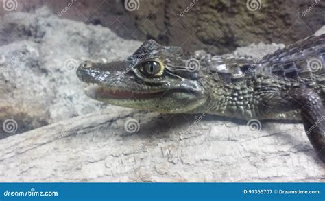 Caiman stock image. Image of spectacled, reptile, crocodile - 91365707