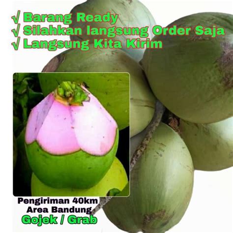 Jual KELAPA HIJAU ASLI / KELAPA HIJAU KULIT MERAH MUDA (Satuan) Halal ...