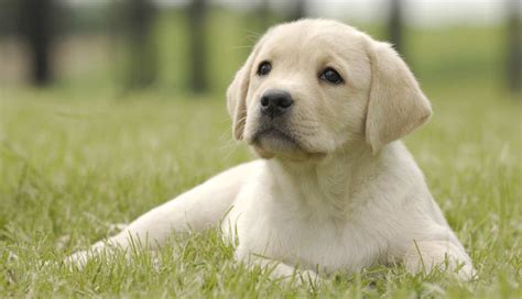 Training a Labrador Puppy - Eat Sleep Walk