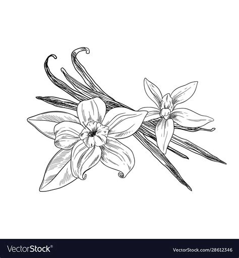 Vanilla beans with flowers and leaves, ink sketch, hand drawn vector ...