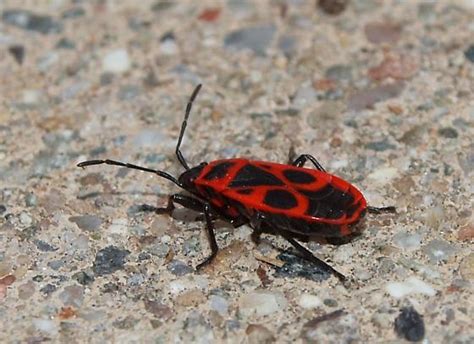 Red & Black Awesome lookin' beetle? - Pyrrhocoris apterus - BugGuide.Net