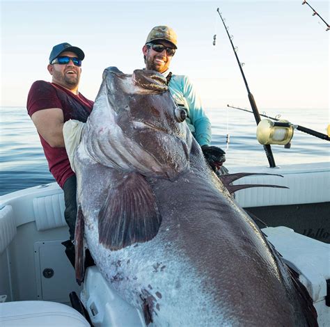 Florida Anglers Land Giant Warsaw Grouper That Nearly Weighed 300 Pounds