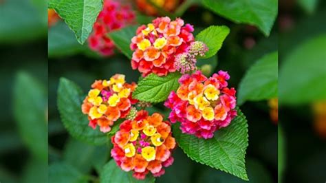 Invasive Species Lantana Camara can Survive Better in Changed Climatic ...