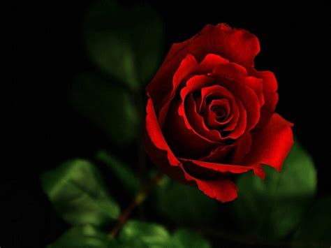 Cool Rose Wallpapers - Top Free Cool Rose Backgrounds - WallpaperAccess